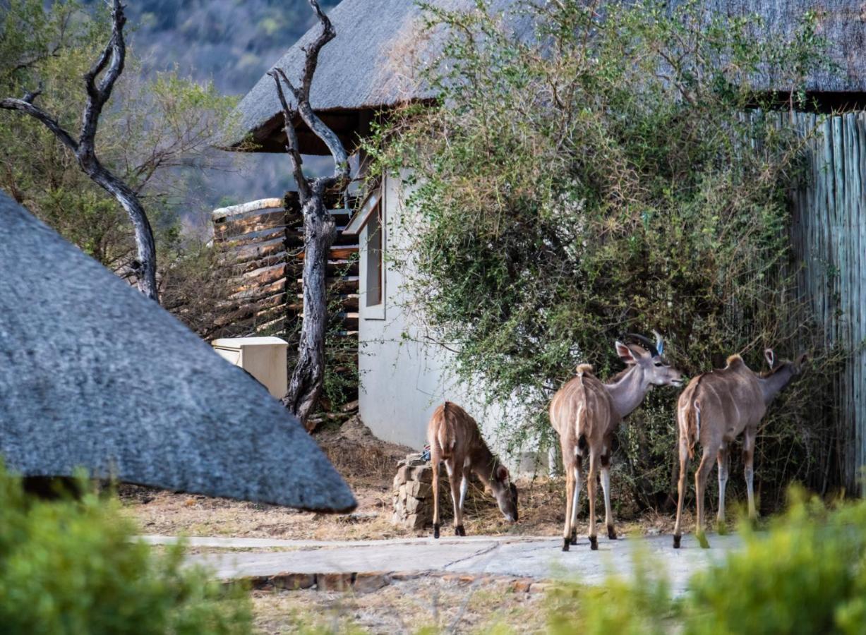 ליידיסמית Lions Valley Lodge מראה חיצוני תמונה